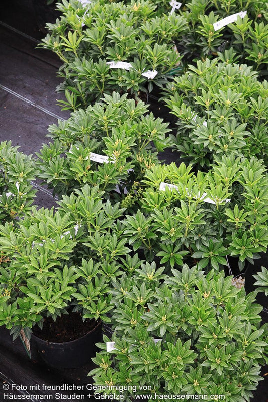 Schattenglöckchen 'Debutante' (Pieris japonica)