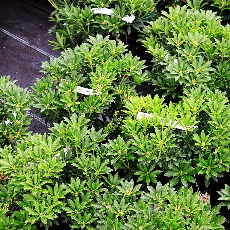 Schattenglöckchen 'Debutante' (Pieris japonica)