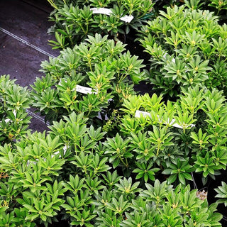 Schattenglöckchen 'Debutante' (Pieris japonica)