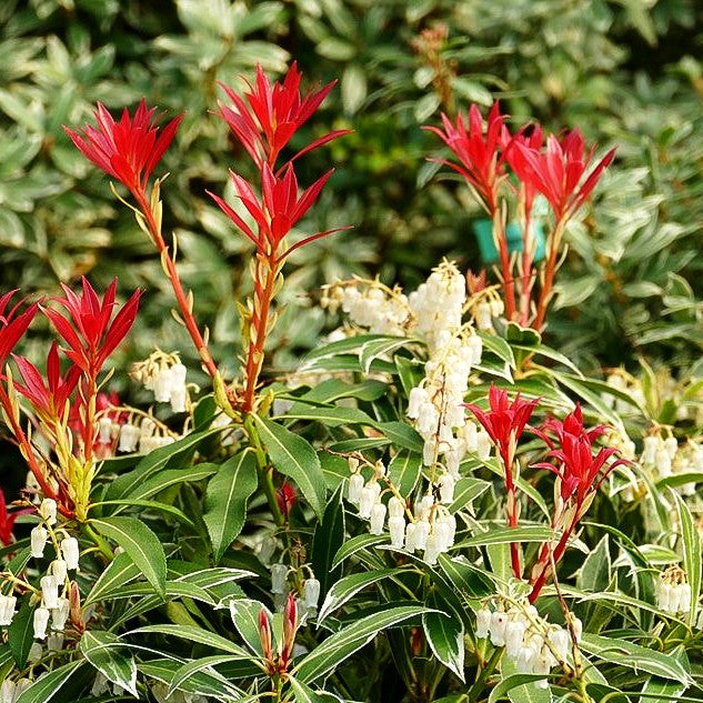 Schattenglöckchen 'Flaming Silver' (Pieris japonica)
