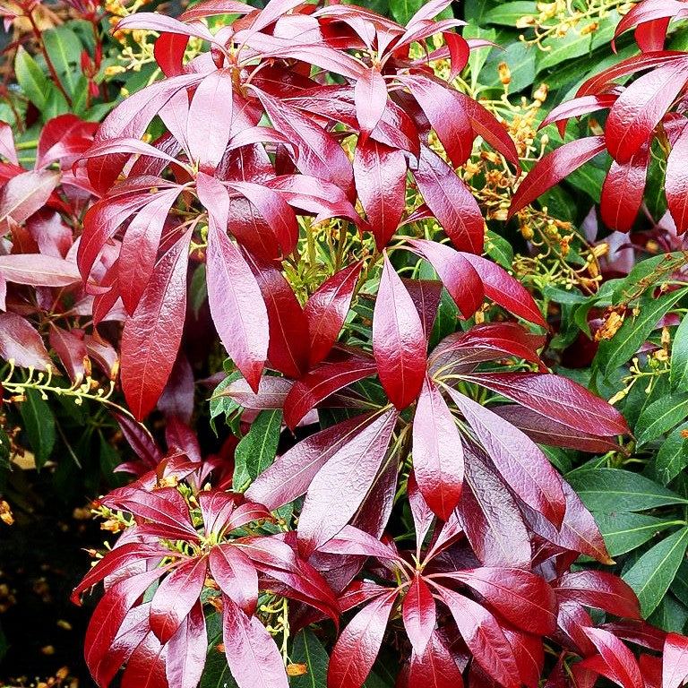 Schattenglöckchen 'Katsura' (Pieris japonica)