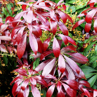 Schattenglöckchen 'Katsura' (Pieris japonica)