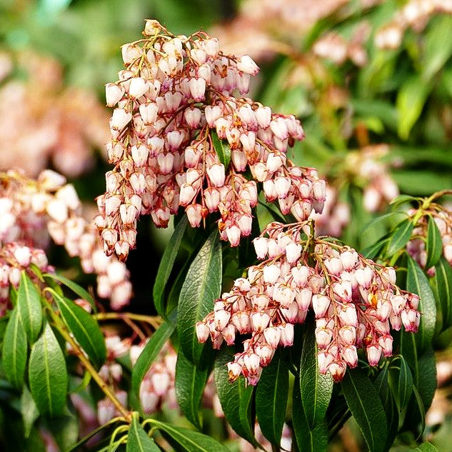 Schattenglöckchen 'Katsura' (Pieris japonica)