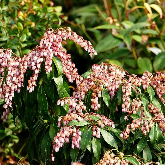 Schattenglöckchen 'Katsura' (Pieris japonica)