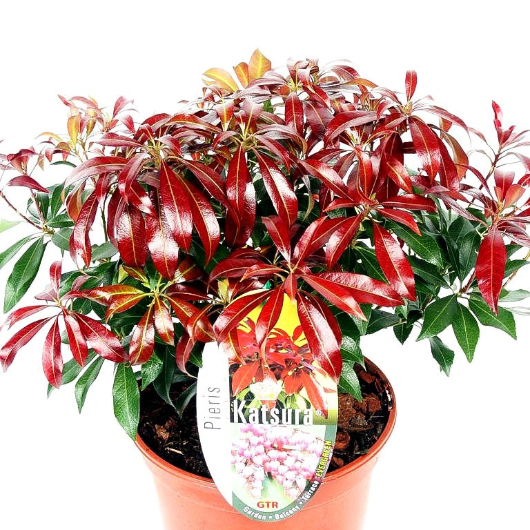 Schattenglöckchen 'Katsura' (Pieris japonica)