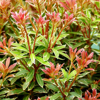 Schattenglöckchen 'Little Heath' (Pieris japonica)