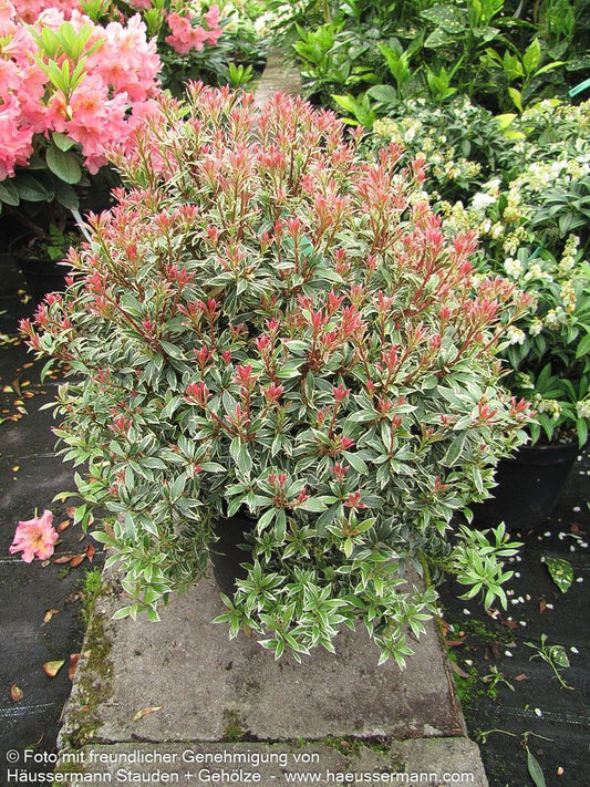 Schattenglöckchen 'Little Heath' (Pieris japonica)