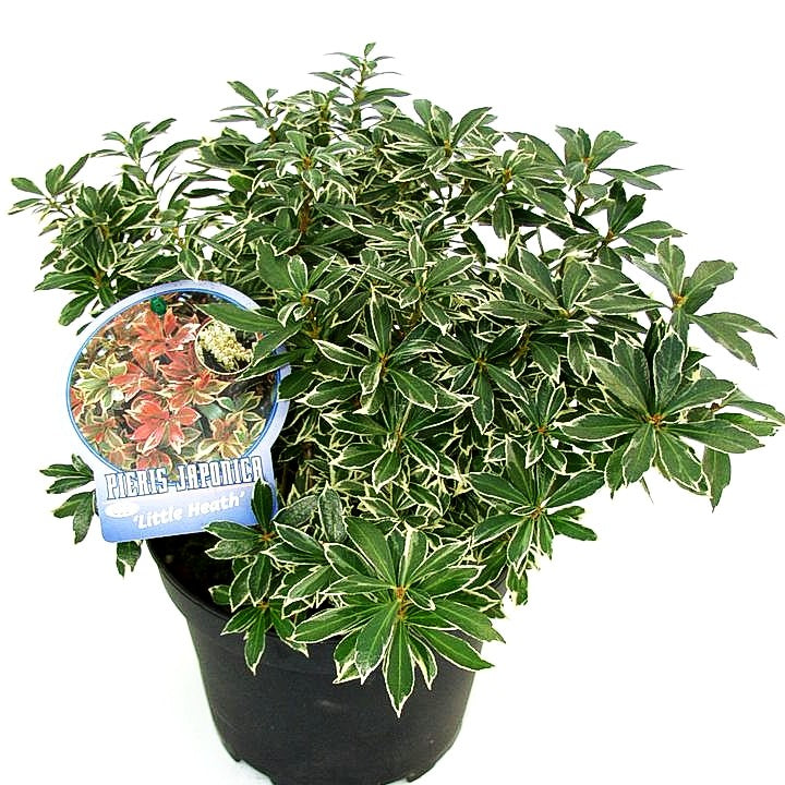 Schattenglöckchen 'Little Heath' (Pieris japonica)
