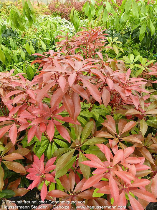Schattenglöckchen 'Mountain Fire' (Pieris japonica)