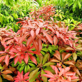 Schattenglöckchen 'Mountain Fire' (Pieris japonica)