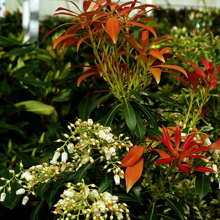 Schattenglöckchen 'Mountain Fire' (Pieris japonica)