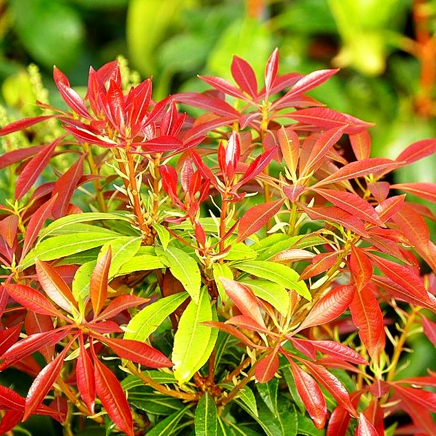 Schattenglöckchen 'Mountain Fire' (Pieris japonica)
