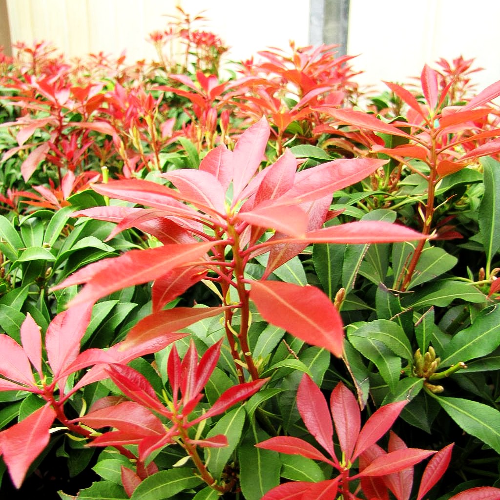 Schattenglöckchen 'Mountain Fire' (Pieris japonica)