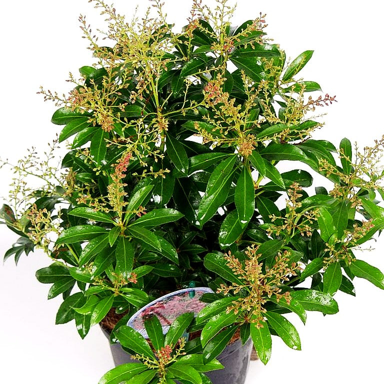 Schattenglöckchen 'Passion' (Pieris japonica)