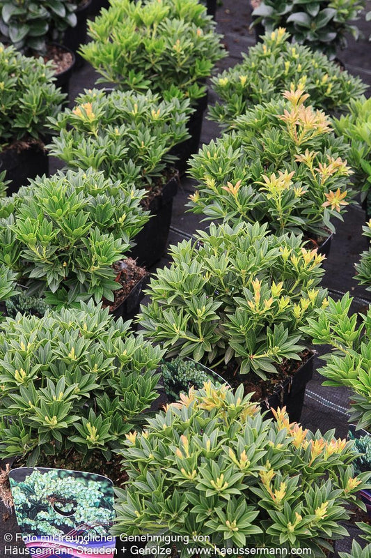 Schattenglöckchen 'Prelude' (Pieris japonica)