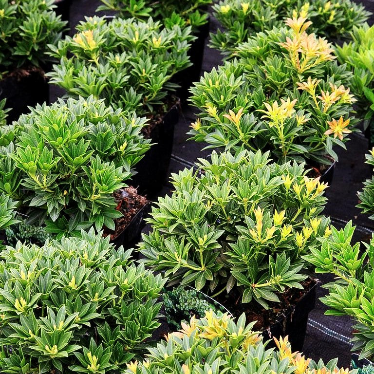 Schattenglöckchen 'Prelude' (Pieris japonica)