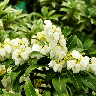 Schattenglöckchen 'Purity' (Pieris japonica)