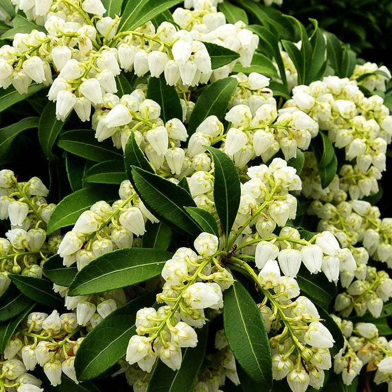 Schattenglöckchen 'Purity' (Pieris japonica)