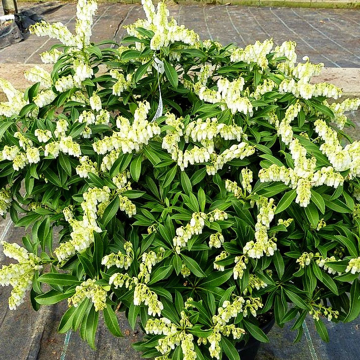Schattenglöckchen 'Purity' (Pieris japonica)