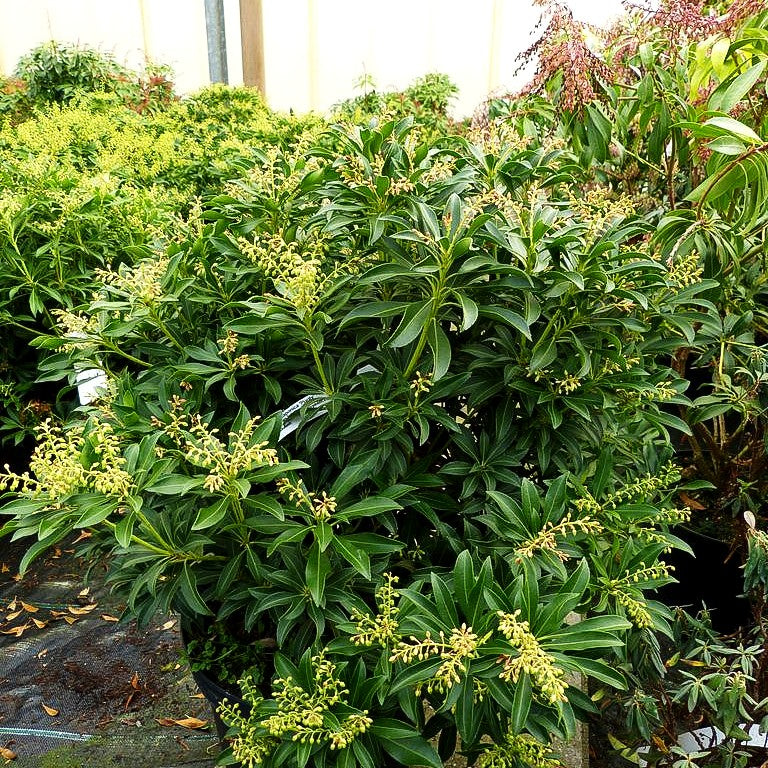 Schattenglöckchen 'Purity' (Pieris japonica)