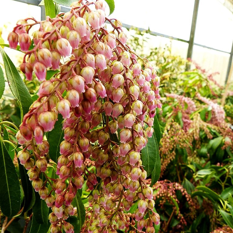 Schattenglöckchen 'Rosalinda' (Pieris japonica)