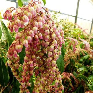 Schattenglöckchen 'Rosalinda' (Pieris japonica)