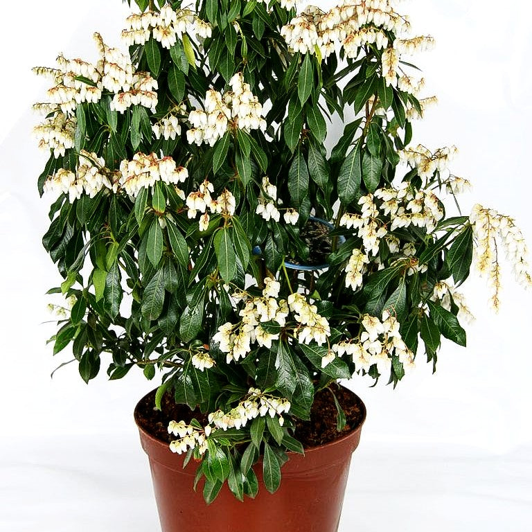 Schattenglöckchen 'Rosalinda' (Pieris japonica)