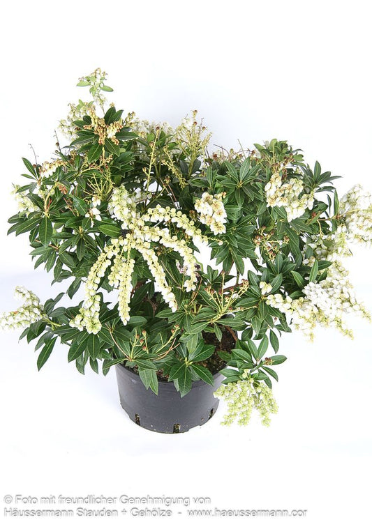 Schattenglöckchen 'Sarabande' (Pieris japonica)
