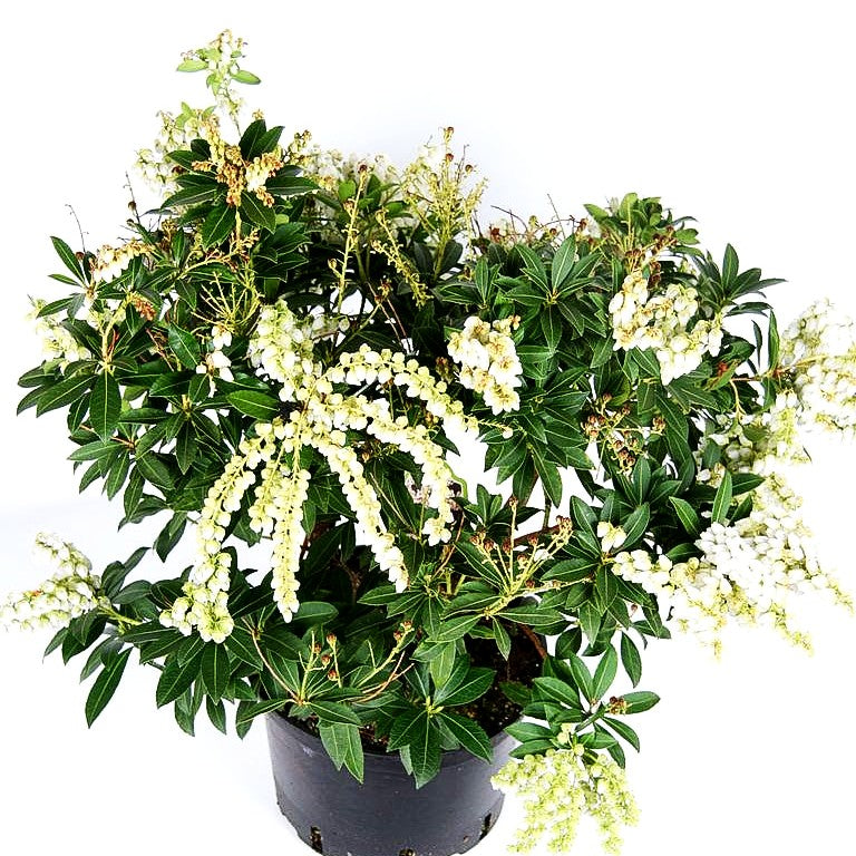 Schattenglöckchen 'Sarabande' (Pieris japonica)