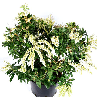 Schattenglöckchen 'Sarabande' (Pieris japonica)