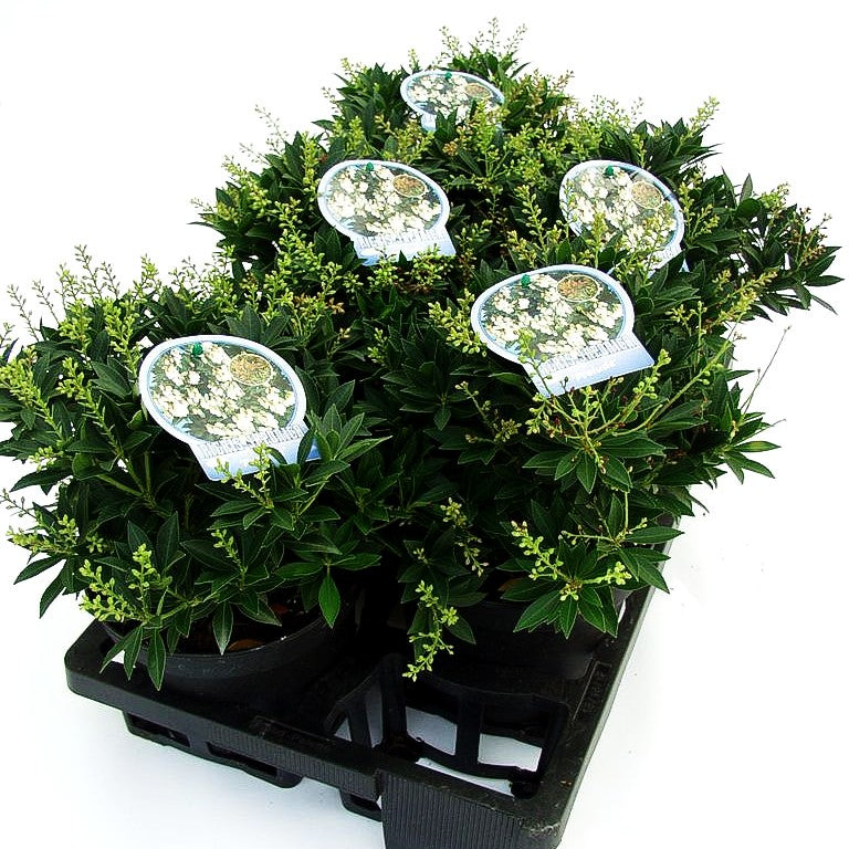 Schattenglöckchen 'Sarabande' (Pieris japonica)