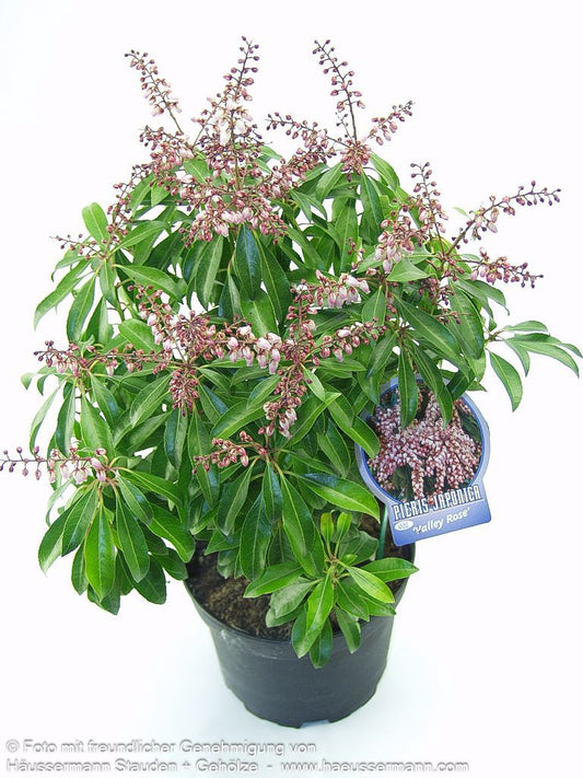 Schattenglöckchen 'Valley Rose' (Pieris japonica)