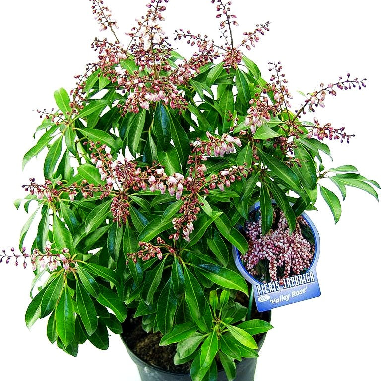 Schattenglöckchen 'Valley Rose' (Pieris japonica)