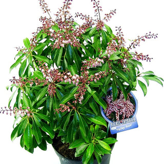 Schattenglöckchen 'Valley Rose' (Pieris japonica)