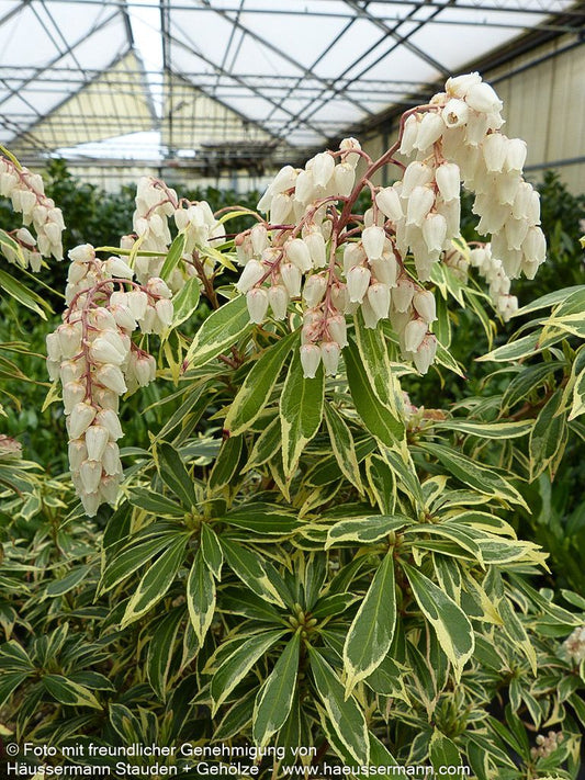 Schattenglöckchen 'Variegata' (Pieris japonica)
