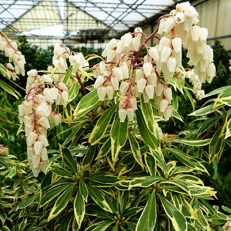 Schattenglöckchen 'Variegata' (Pieris japonica)