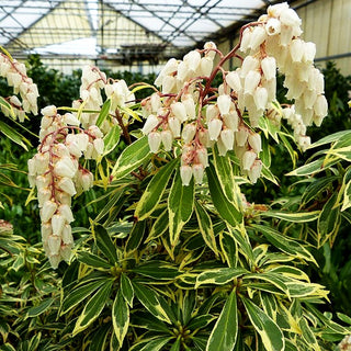Schattenglöckchen 'Variegata' (Pieris japonica)