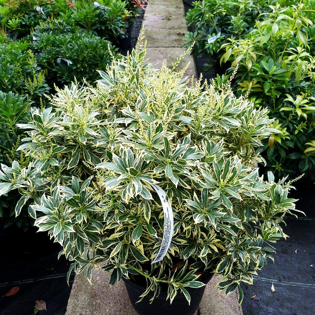 Schattenglöckchen 'Variegata' (Pieris japonica)