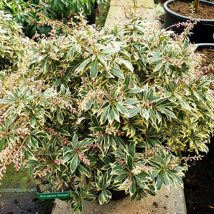 Schattenglöckchen 'Variegata' (Pieris japonica)