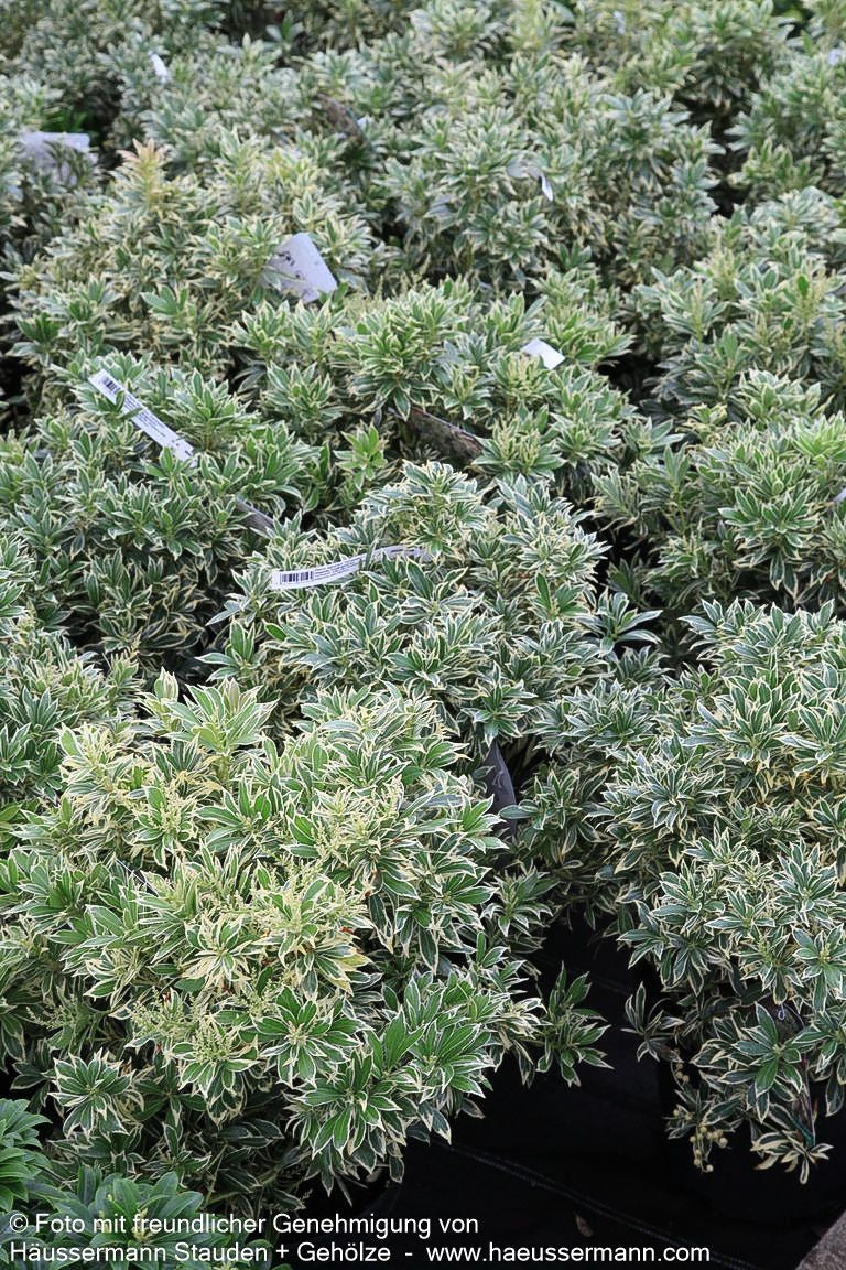 Schattenglöckchen 'Variegata' (Pieris japonica)