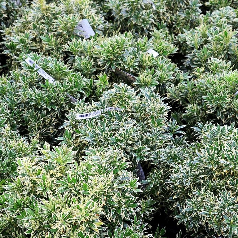 Schattenglöckchen 'Variegata' (Pieris japonica)