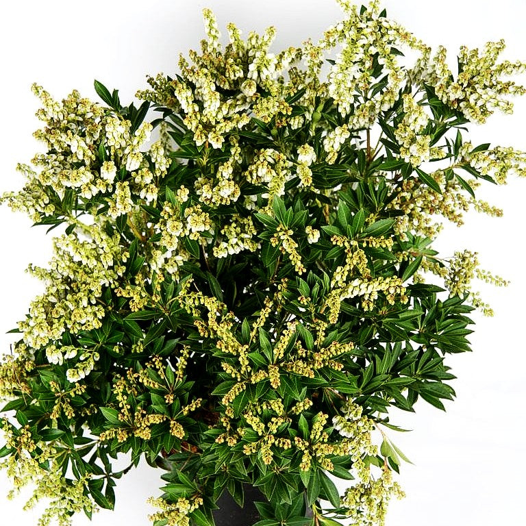 Schattenglöckchen 'White Pearl' (Pieris japonica)