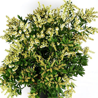 Schattenglöckchen 'White Pearl' (Pieris japonica)