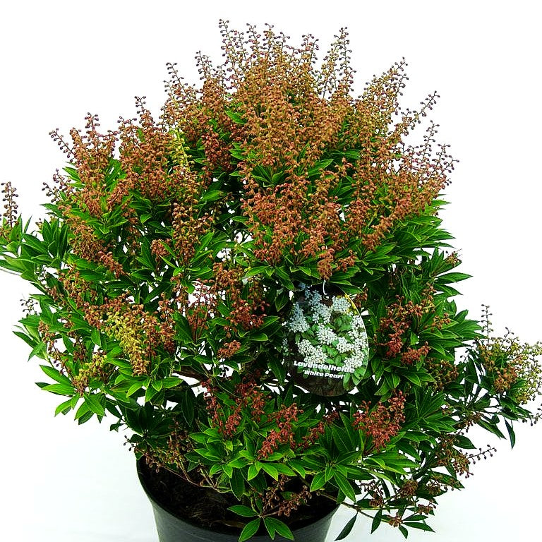 Schattenglöckchen 'White Pearl' (Pieris japonica)