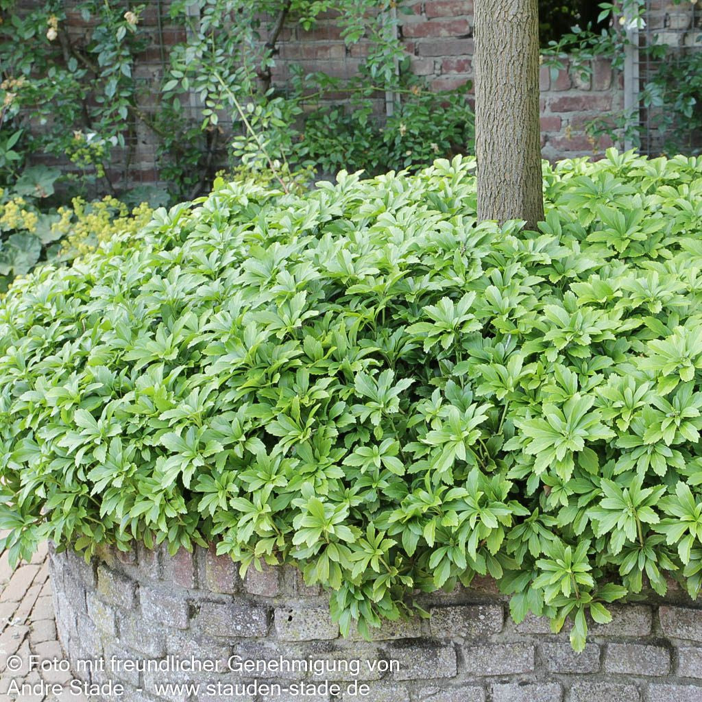 Schattengrün, Ysander (Pachysandra terminalis)