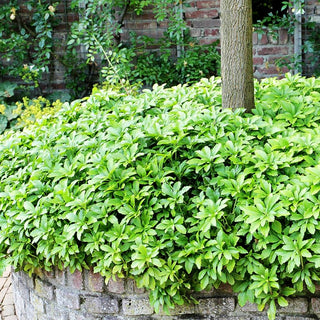 Schattengrün, Ysander (Pachysandra terminalis)