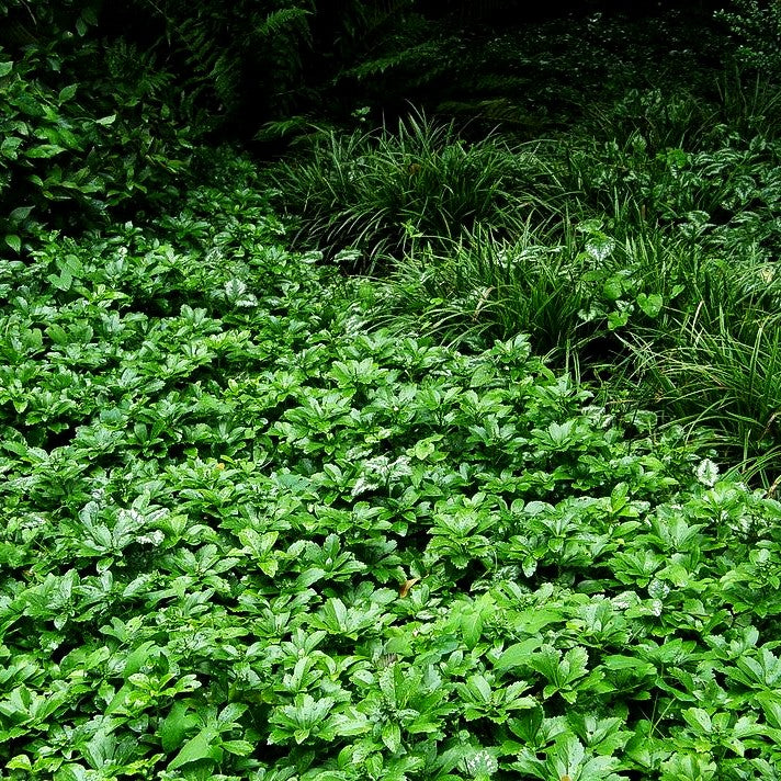 Schattengrün, Ysander (Pachysandra terminalis)