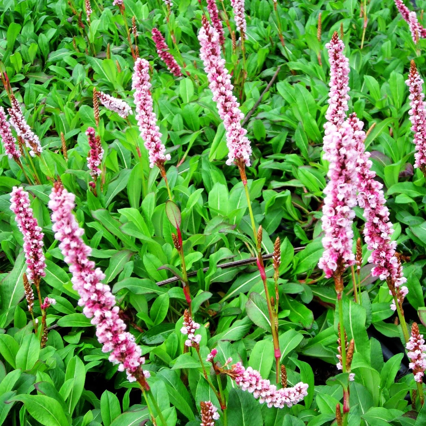 Scheckenknöterich 'Darjeeling Red' (Persicaria affinis)