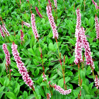 Scheckenknöterich 'Darjeeling Red' (Persicaria affinis)