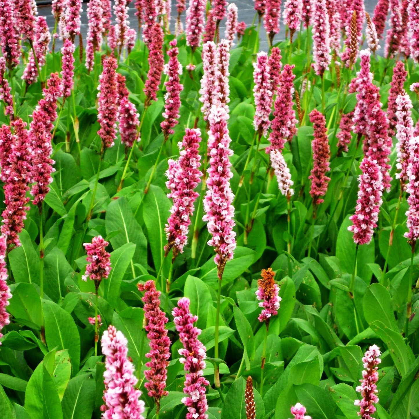 Scheckenknöterich 'Darjeeling Red' (Persicaria affinis)